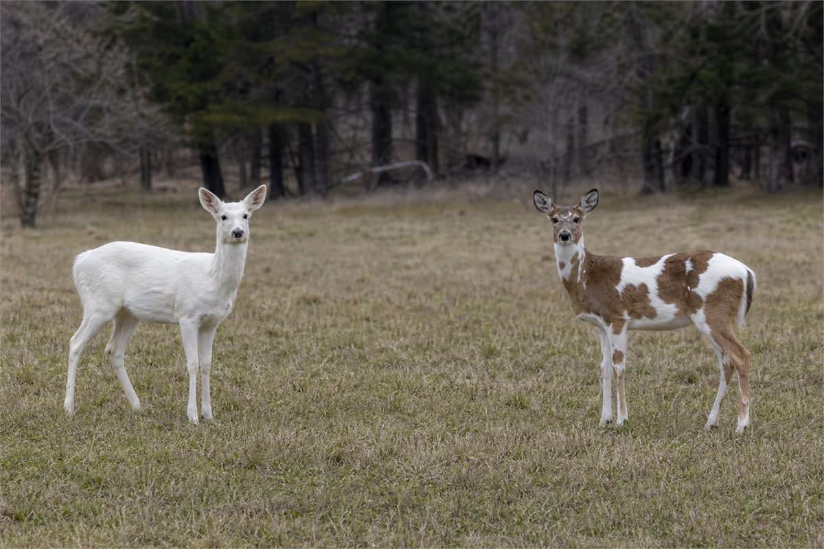 Leucistic white deer with dark eyes beside a brown-and-white piebald deer in a meadow