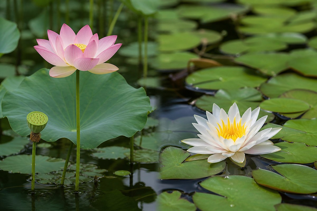 Lotus flower with raised leaf beside water lily flower with floating notched leaf
