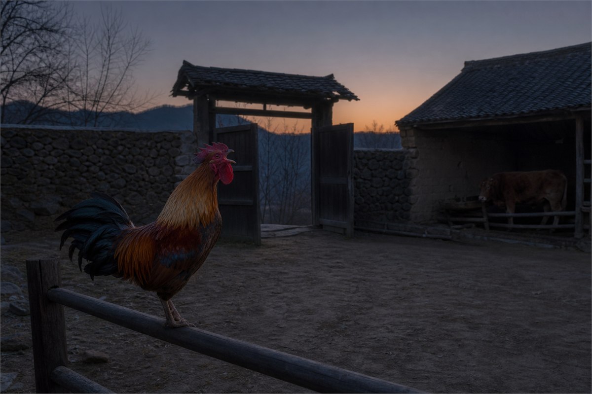 Rooster in a rural courtyard with an ox stall visible before dawn