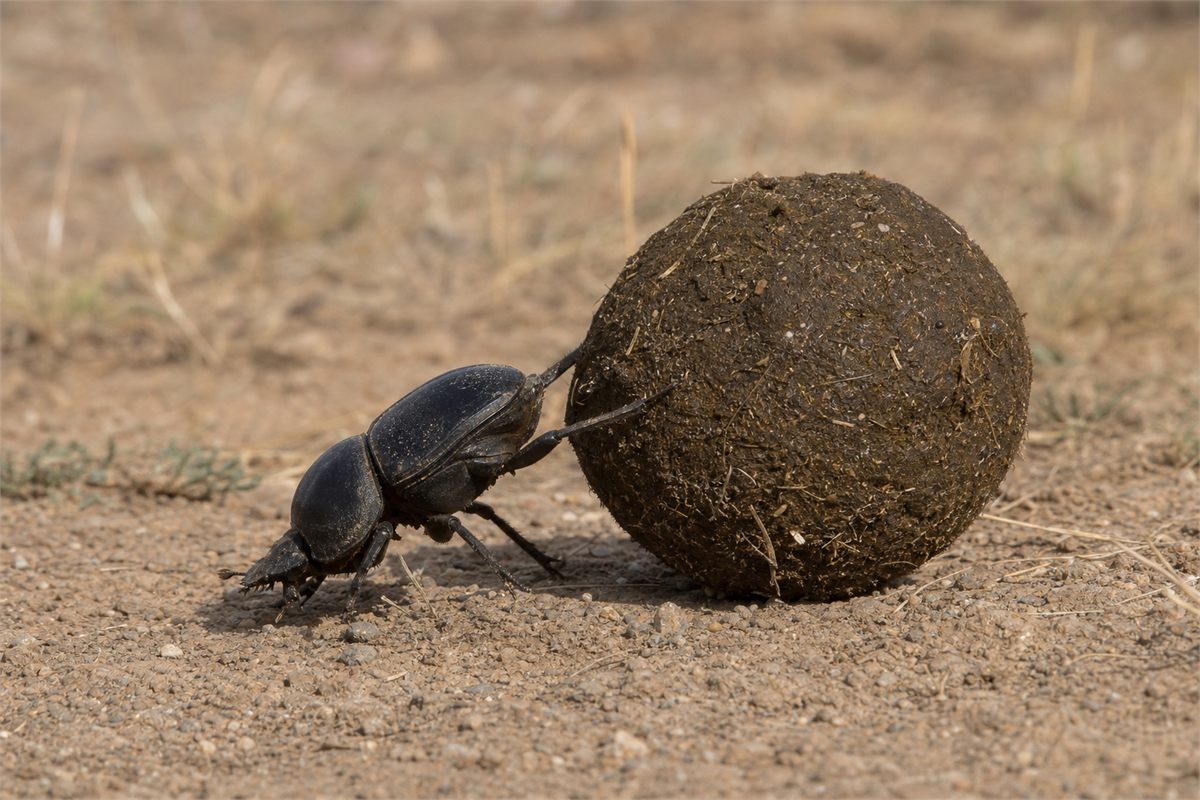 Real dung beetle pushing a rounded dung ball across dry ground.