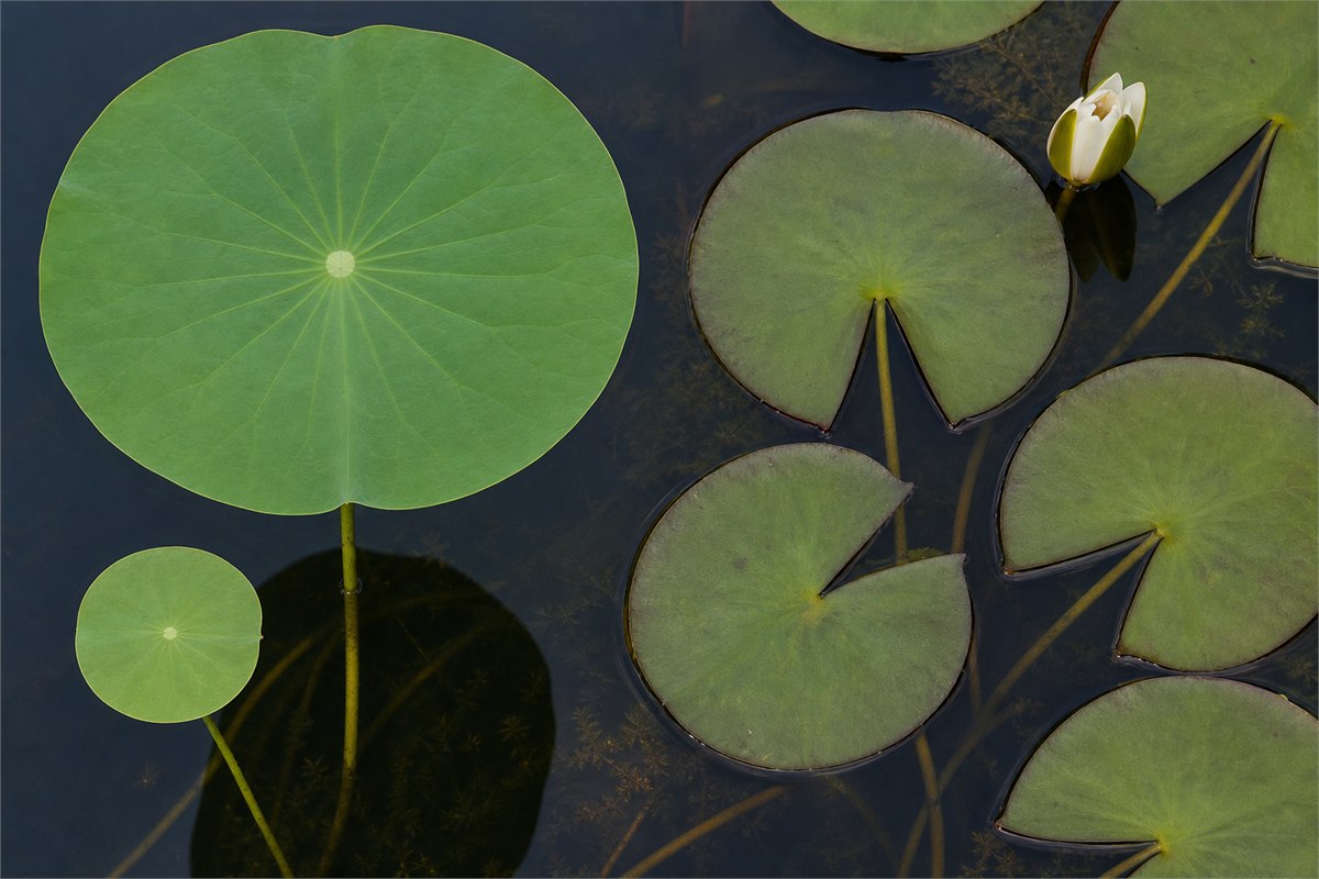 Round center-attached lotus leaves beside water-lily pads with deep radial clefts and basal petiole attachment