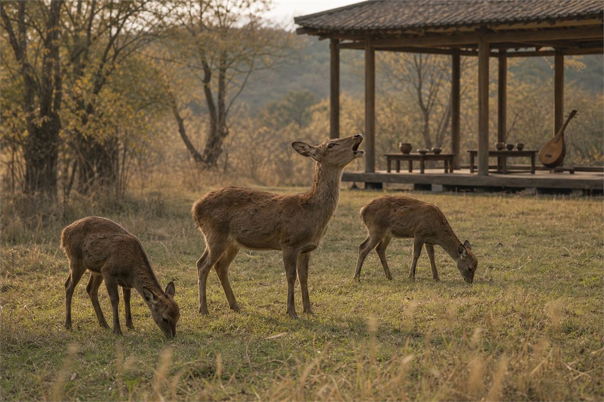 Three ordinary brown deer grazing and calling near a simple pavilion with cups and a stringed instrument
