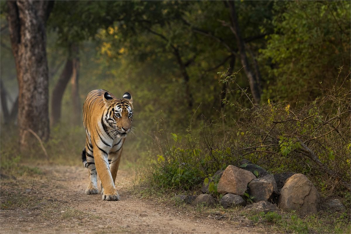 Wild Bengal tiger walking through a natural forest habitat