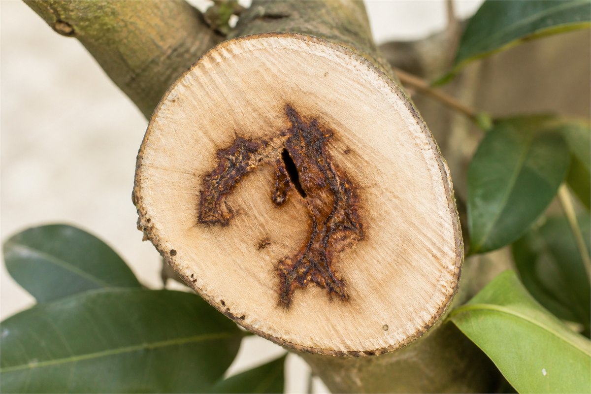Pale tree branch cross-section with localized irregular dark resin streaks around a healed injury