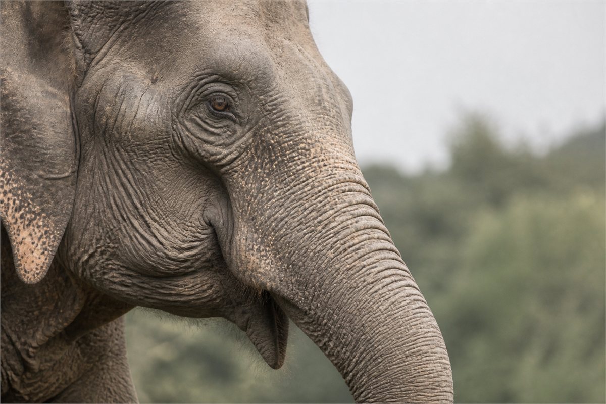 Close portrait of an Asian elephant showing its eye, ear, natural skin texture, and curved trunk