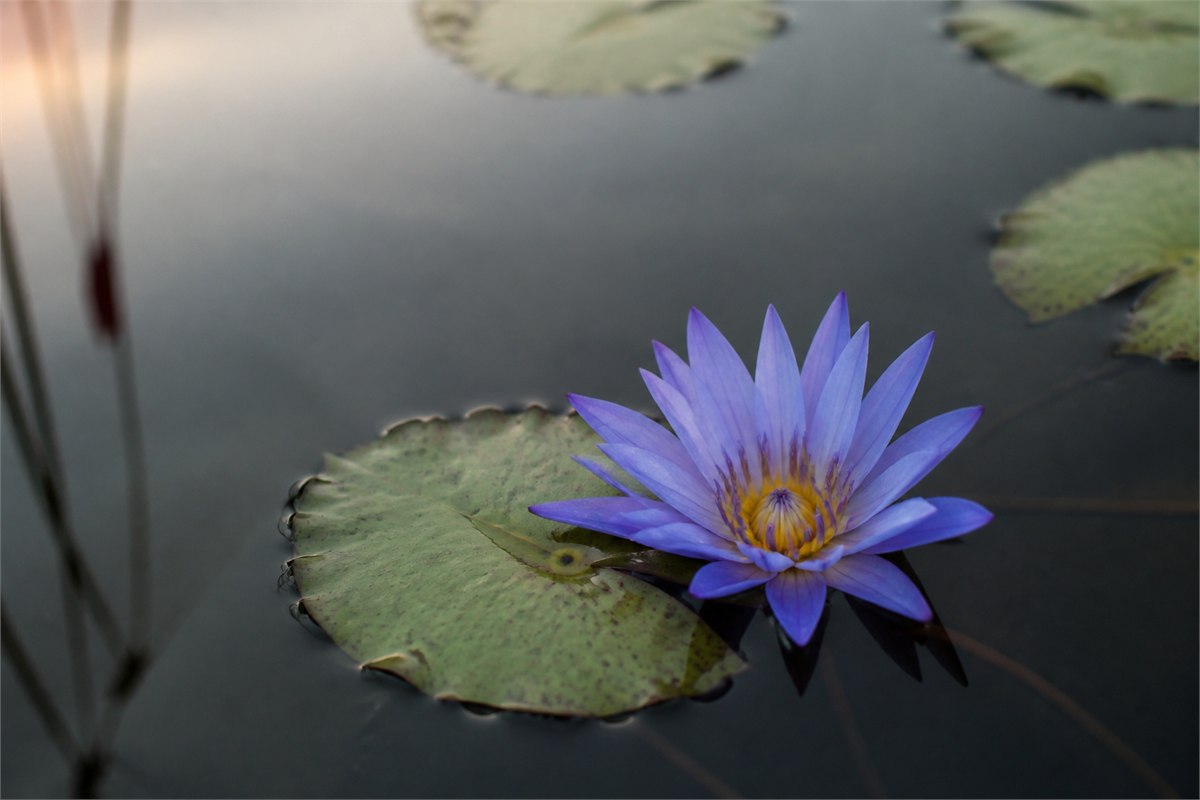 Blue water lily floating at the pond surface beside a clearly notched leaf