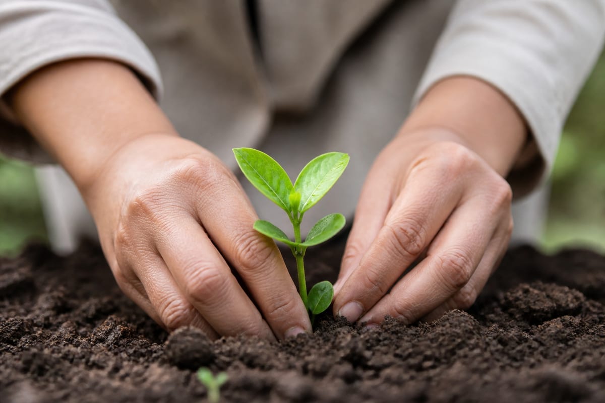 Two adult hands gently supporting a young green seedling in soil