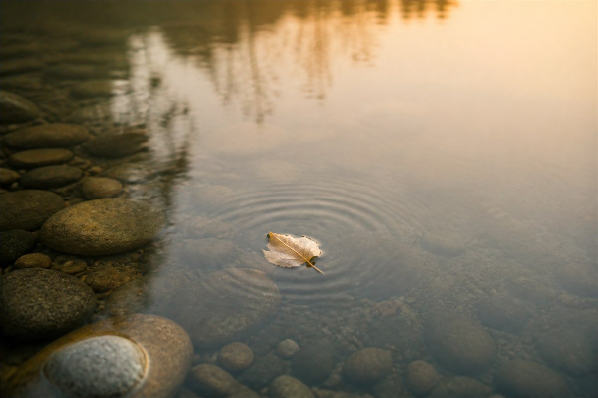 Pale leaf floating on still water beside smooth river stones
