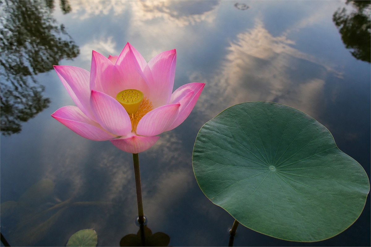A pink sacred lotus flower and round lotus leaf above calm reflective pond water.