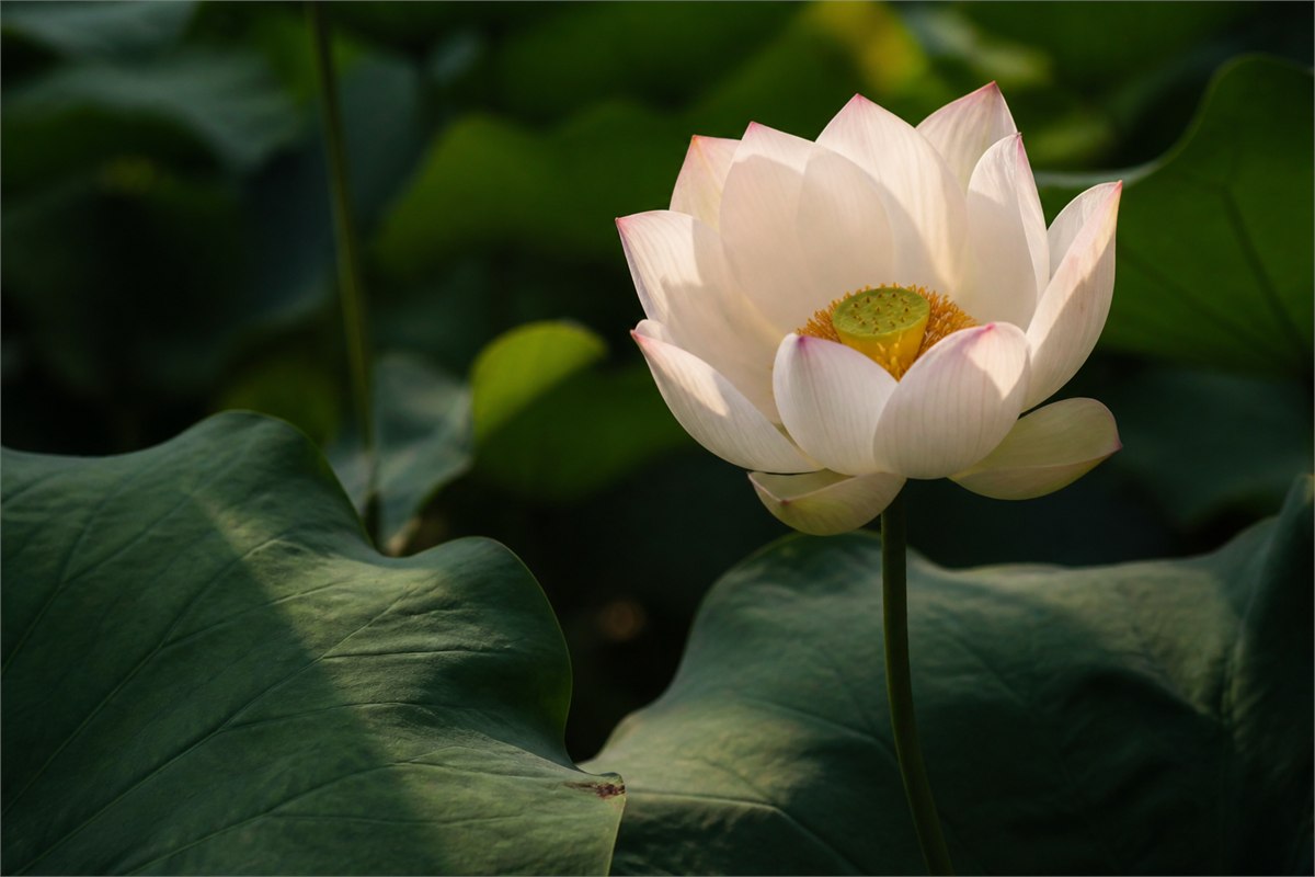 Close view of a pale lotus opening above dark green leaves in soft morning sunlight