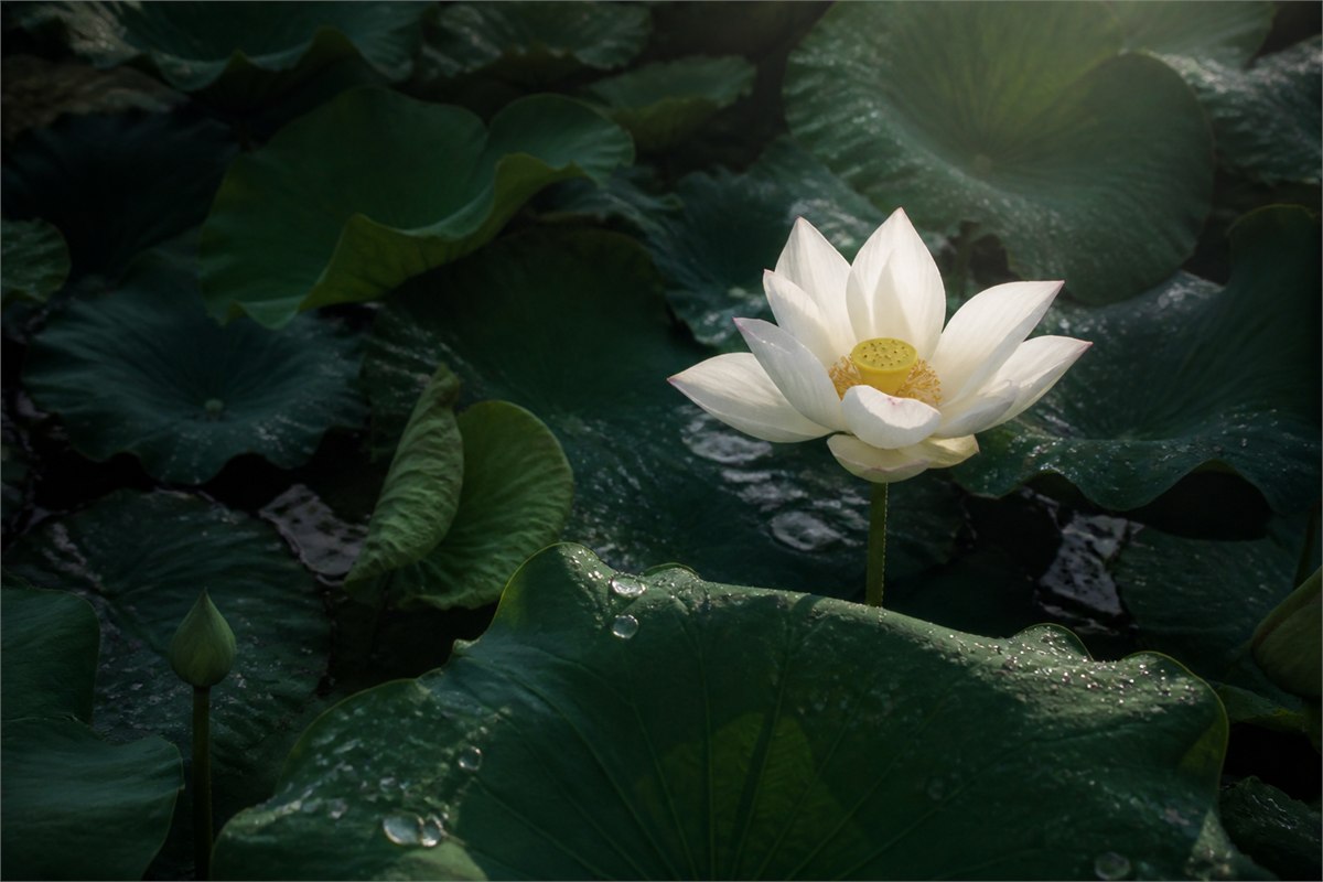 Natural lotus pond after rain with one open lotus catching clear morning light