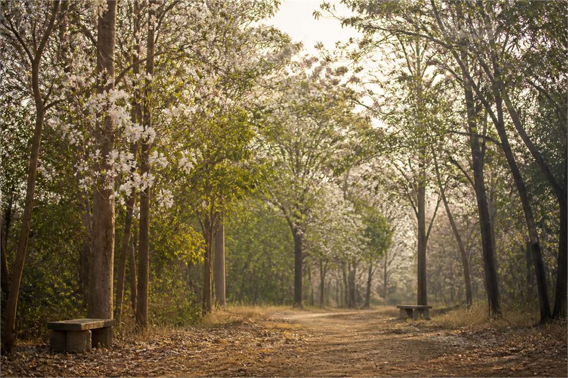 Quiet woodland path beneath flowering trees with two empty stone seats