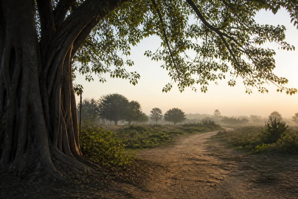 Large sacred fig tree beside a simple earthen path at dawn