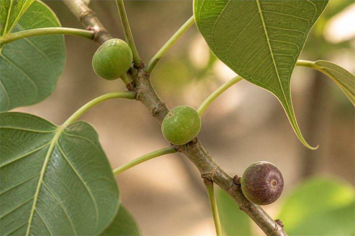 Small green and ripening sacred fig syconia growing at Ficus religiosa leaf axils