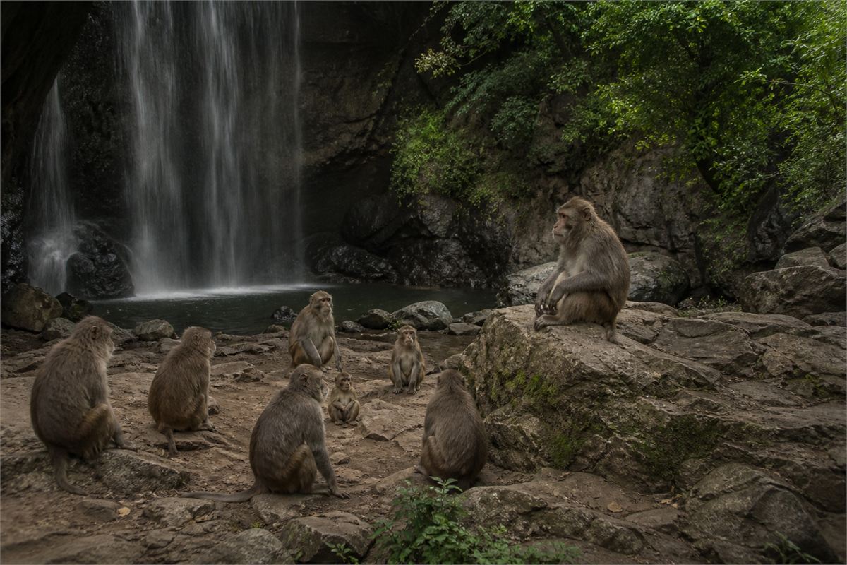 A natural monkey on a rock overlooking a group of monkeys near a waterfall