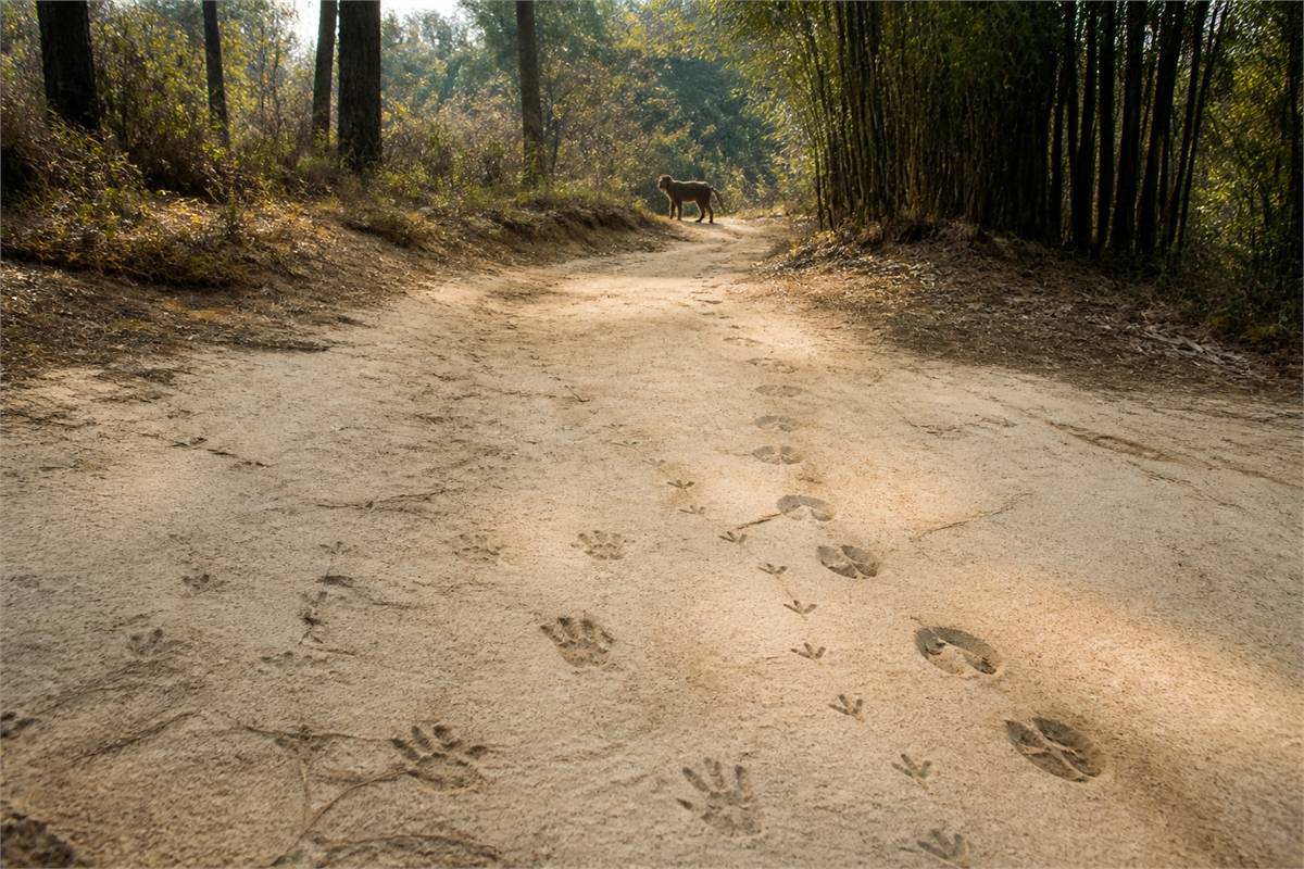 Monkey, bird, and deer tracks crossing a sandy forest path with a monkey in the distance