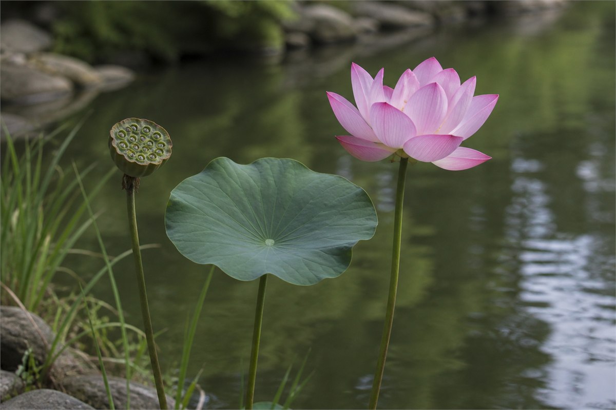 Pink sacred lotus flower, round raised leaf, and mature seedpod above pond water