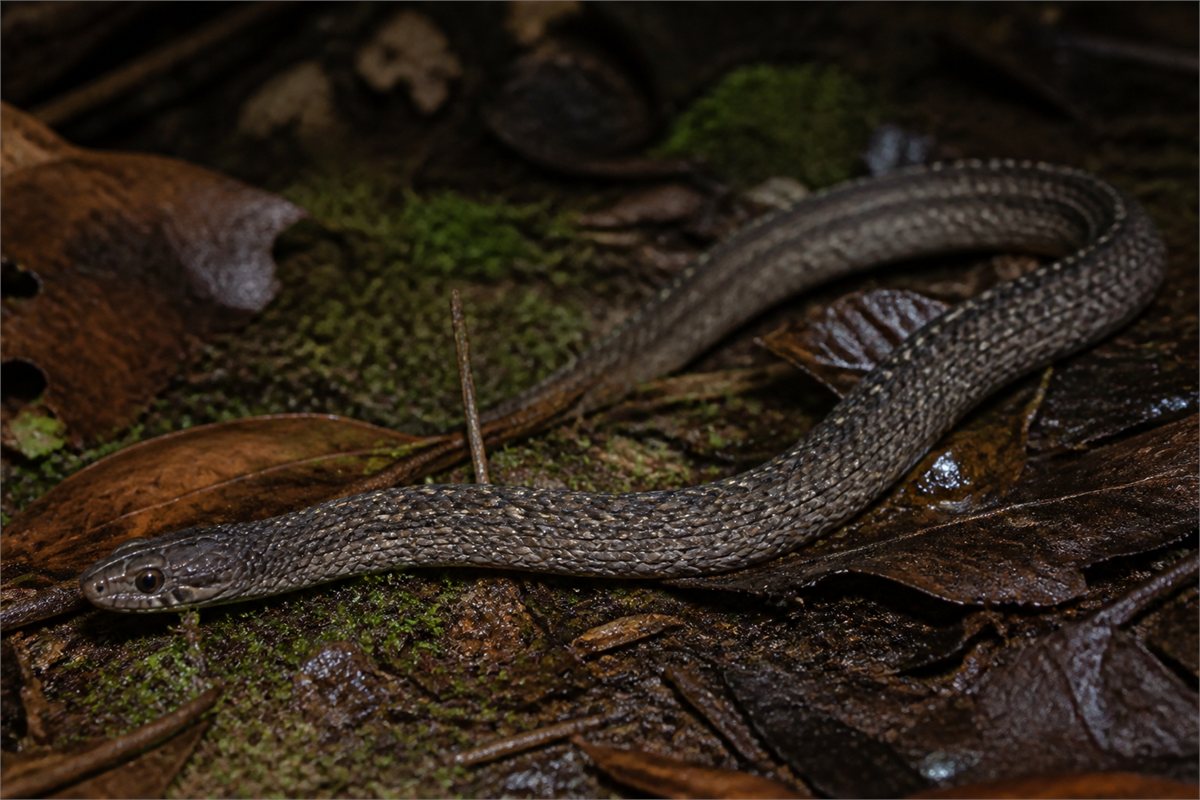 Dark gray Xenodermus javanicus with raised dorsal scales on damp forest leaf litter