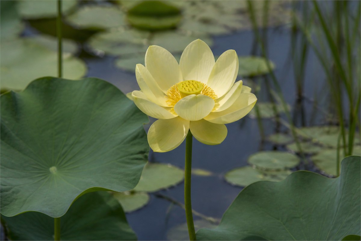 Pale buttery-yellow American lotus above round leaves in a natural pond