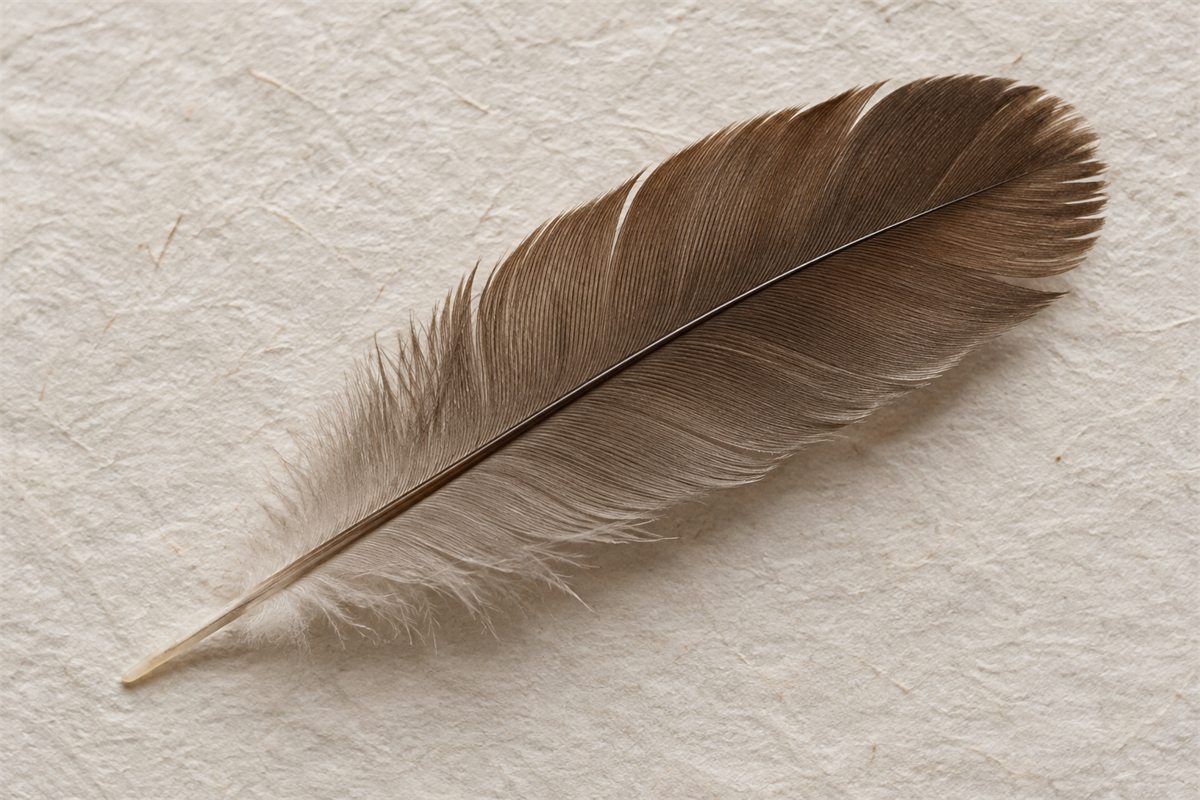 A small loose brown feather on pale paper, with its branching strands visible.