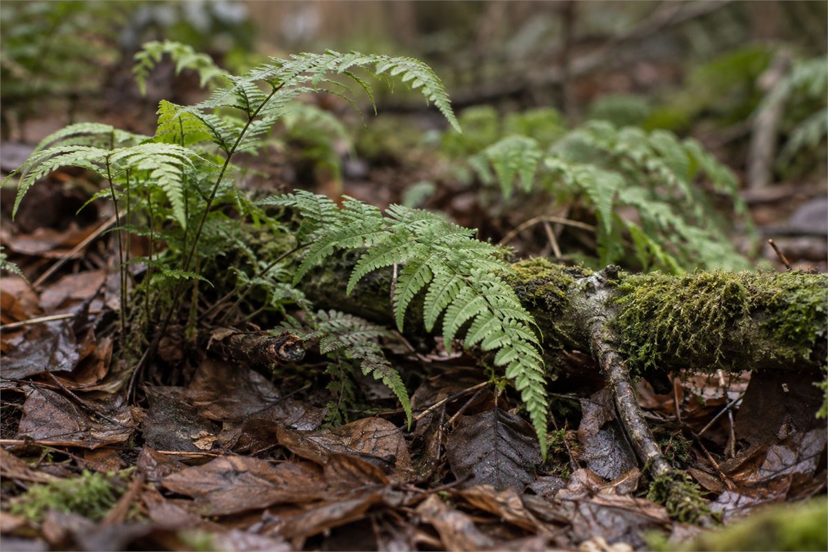 Fern fronds above damp leaf litter and a mossy fallen branch.