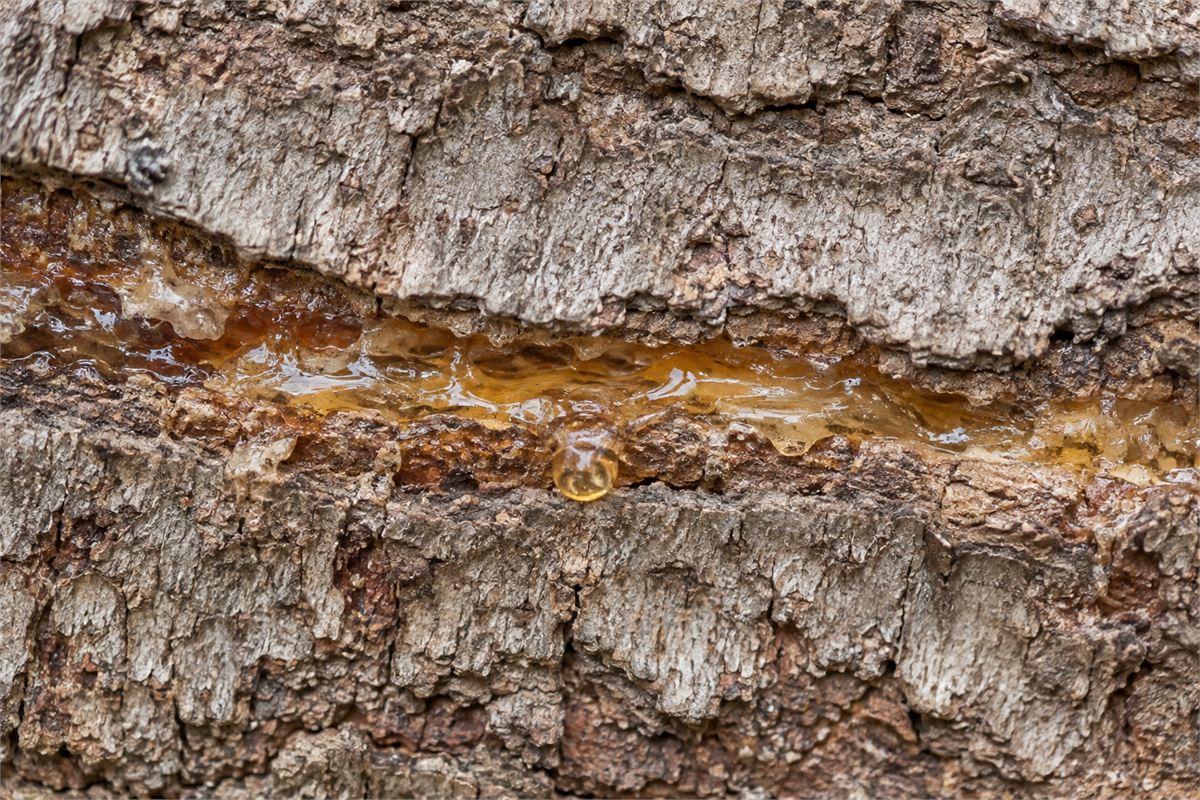 Fresh golden resin along a shallow horizontal fissure in textured bark.
