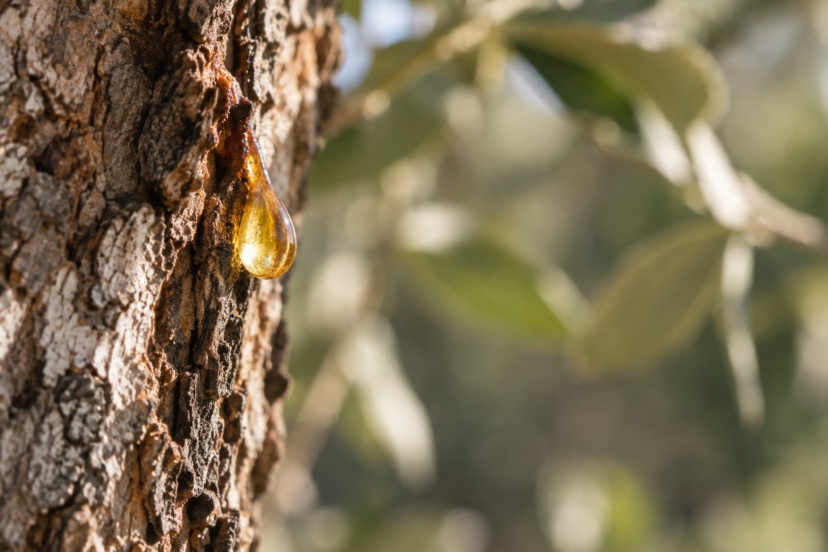 A golden resin droplet on textured tree bark with soft green foliage behind.