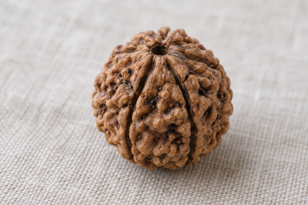 A single brown Rudraksha bead showing deep lengthwise clefts and a drilled pole.