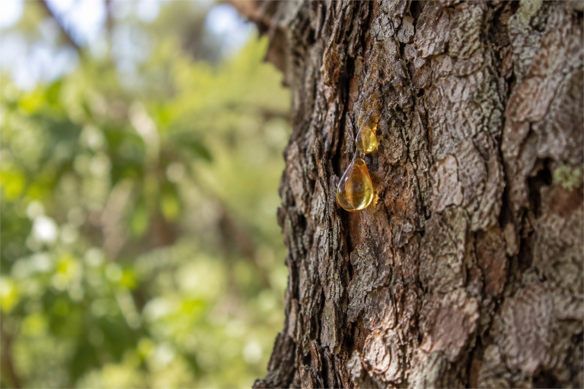 Small golden resin droplets on textured tree bark.