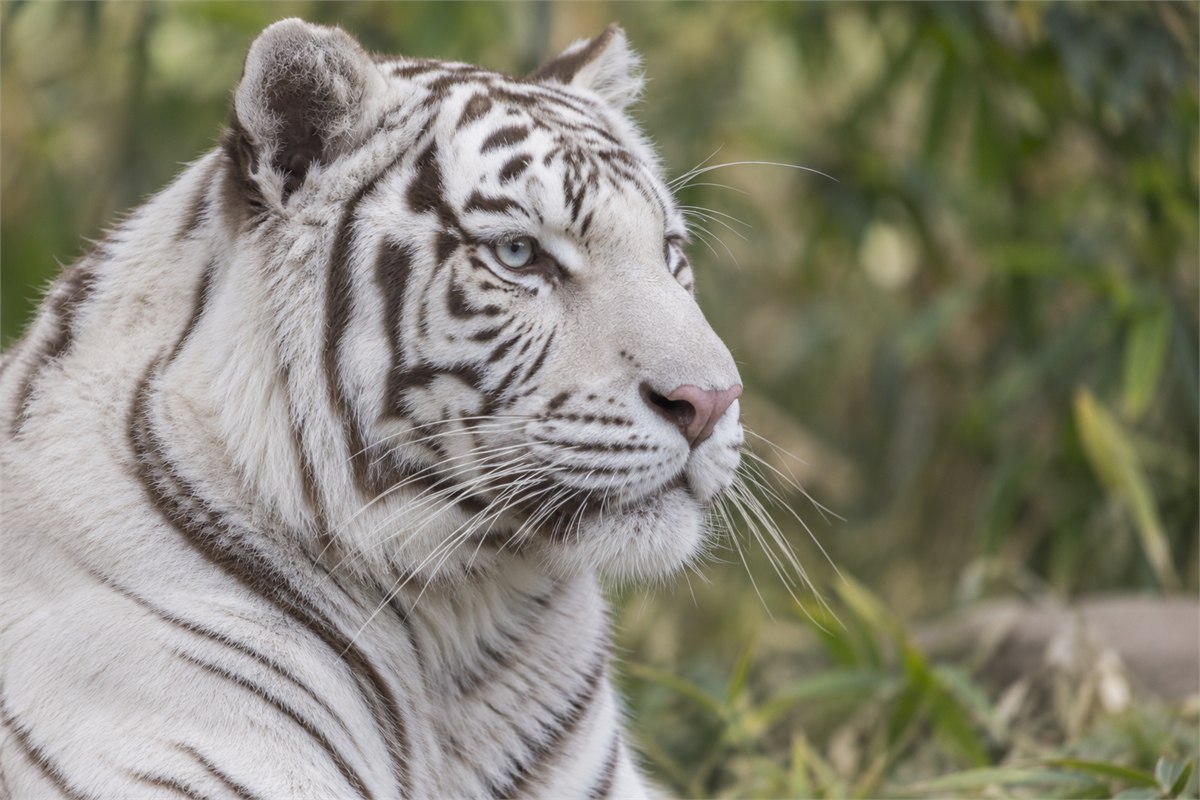 White-coated tiger with charcoal stripes, pale blue-gray eyes and a pink nose.