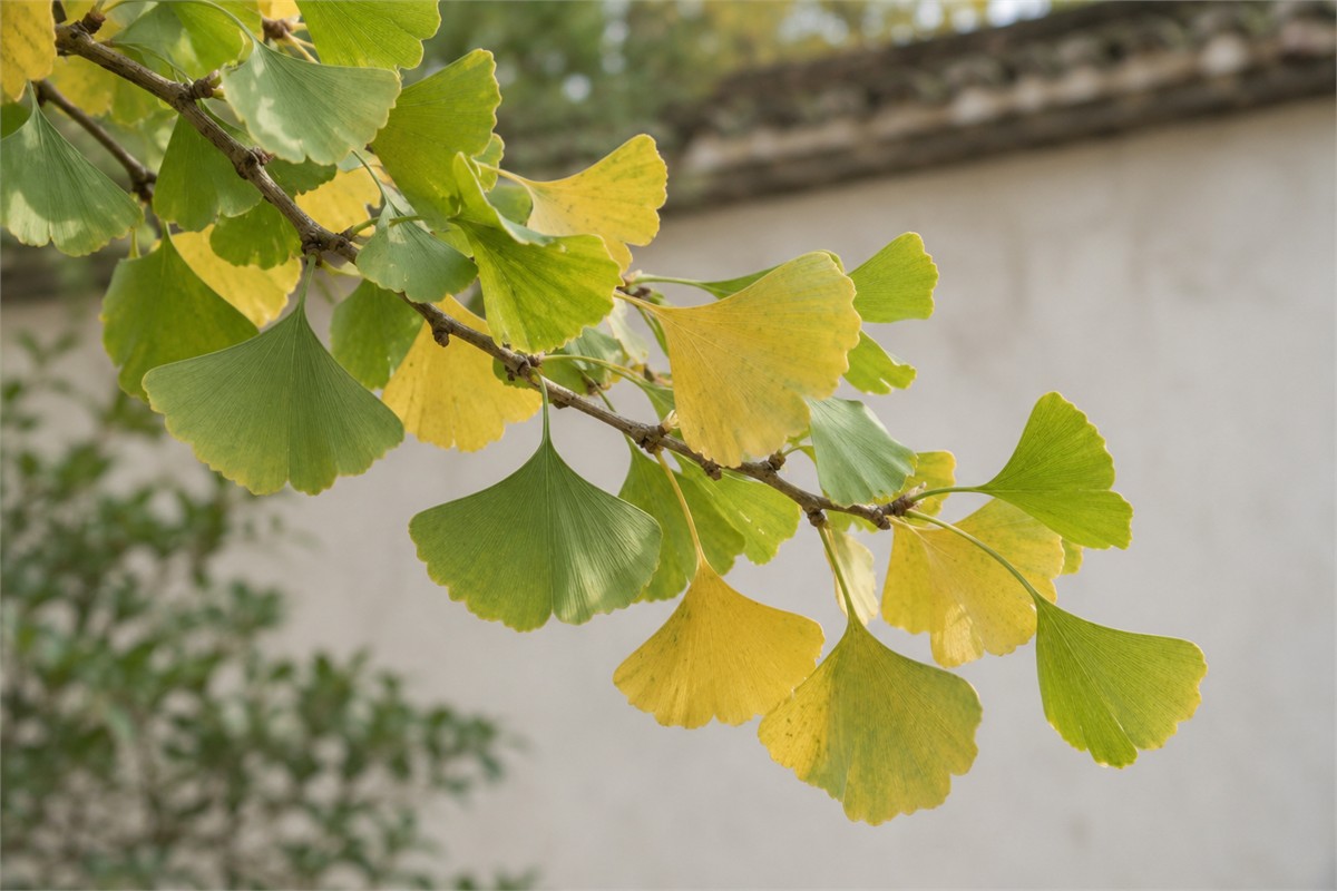 Green and naturally yellowing leaves remain attached to one living branch.